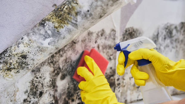  New Oxford, PA Mold Removal Pros